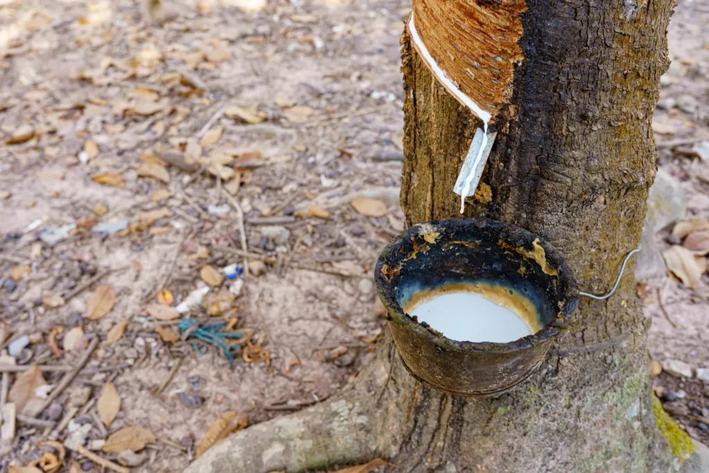latex rubber Where it comes from vs natural rubber